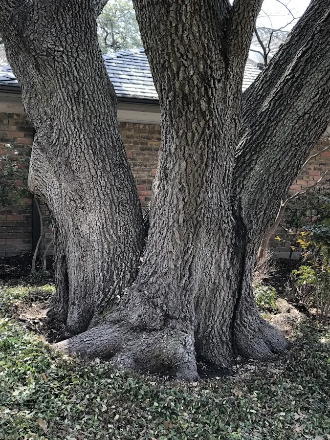 Mature heritage tree close to a Boones Mill property cared for by certified arborists